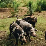 阿珀尔多伦范德瓦尔克酒店 酒店 4*