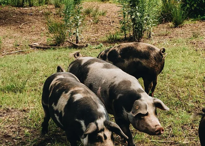 Der Valk Szálloda 4*